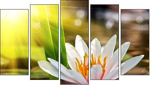 water lily  - Obraz pięcioczęściowy, Pentaptyk
