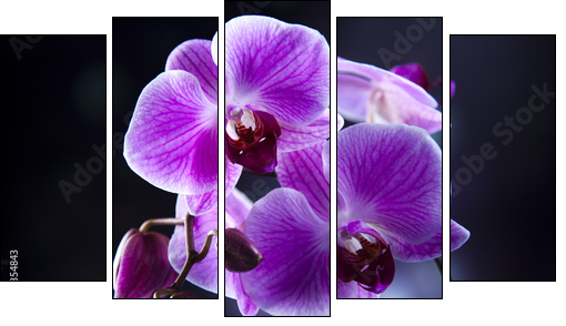 Orchid  - Obraz pięcioczęściowy, Pentaptyk