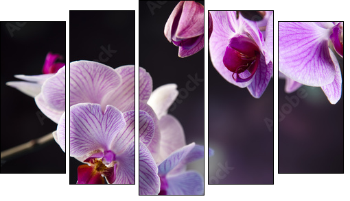 Beautiful orchids  - Obraz pięcioczęściowy, Pentaptyk