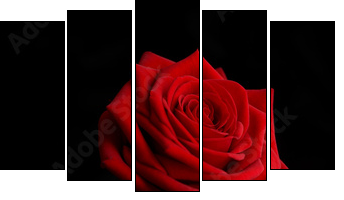 a rose from the darkness  - Obraz pięcioczęściowy, Pentaptyk