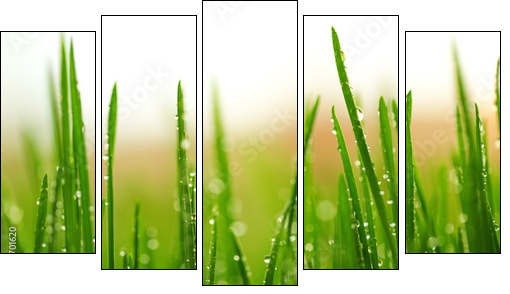 Green wet grass with dew on a blades  - Obraz pięcioczęściowy, Pentaptyk
