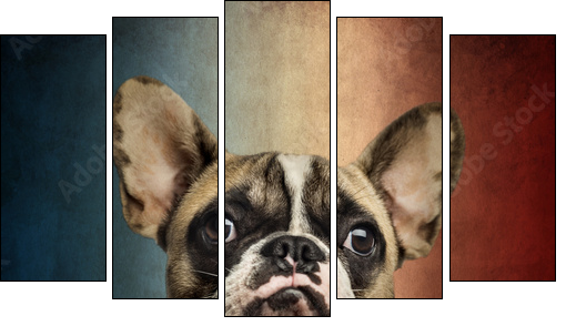 Close-up of a French Bulldog, on a vintage colored background  - Obraz pięcioczęściowy, Pentaptyk
