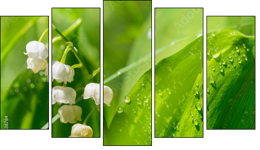 Lilly of the valley  - Obraz pięcioczęściowy, Pentaptyk
