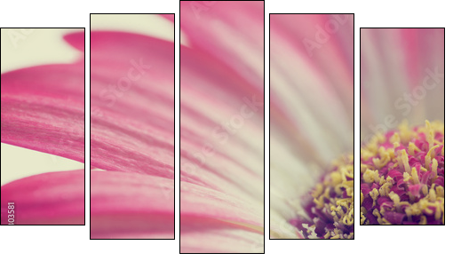 Macro of a pink summer daisy  - Obraz pięcioczęściowy, Pentaptyk