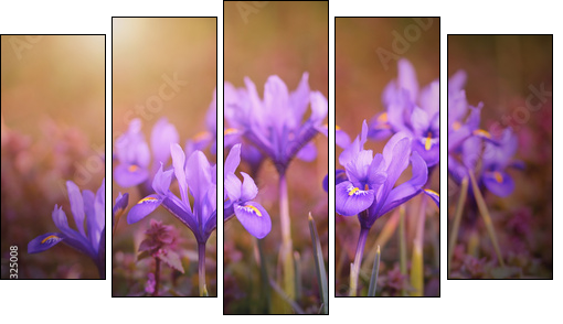 Iris flower bloom early spring  - Obraz pięcioczęściowy, Pentaptyk