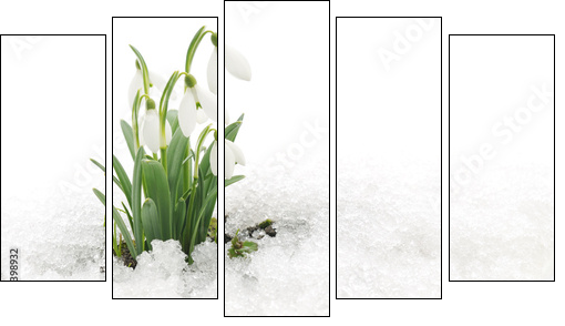 Snowdrops and Snow - Obraz pięcioczęściowy, Pentaptyk
