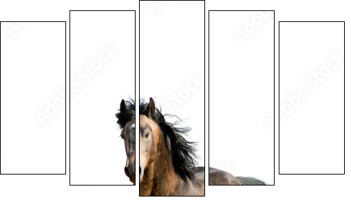 Stallion on a white  - Obraz pięcioczęściowy, Pentaptyk