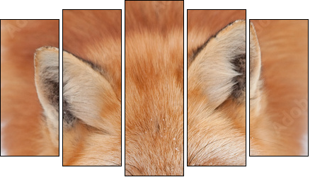 Young Red Fox Looking up at the Camera  - Obraz pięcioczęściowy, Pentaptyk