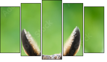 Waldohreule, Asio otus, PortrÃ¤t dieses Eulen Vogels  - Obraz pięcioczęściowy, Pentaptyk