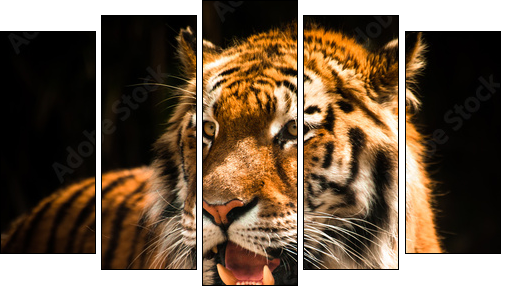 Beautiful tiger against dark background  - Obraz pięcioczęściowy, Pentaptyk