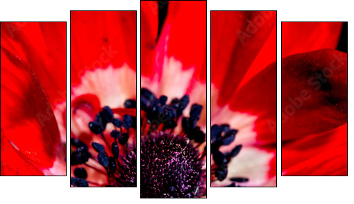 Anemone Detail  - Obraz pięcioczęściowy, Pentaptyk