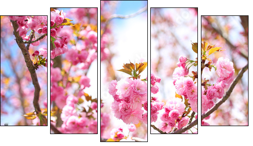 Sakura. Cherry Blossom in Springtime, Beautiful Pink Flowers  - Obraz pięcioczęściowy, Pentaptyk