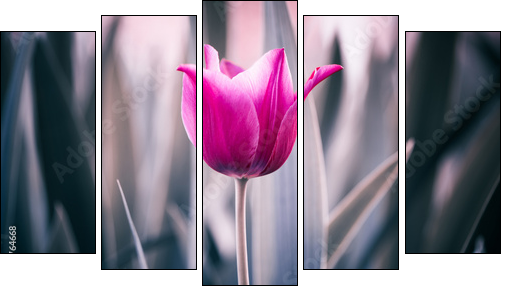 red tulip closeup  - Obraz pięcioczęściowy, Pentaptyk