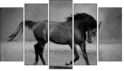 Galloping black horse  - Obraz pięcioczęściowy, Pentaptyk