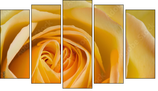 Close up image of orange and yellow rose  - Obraz pięcioczęściowy, Pentaptyk