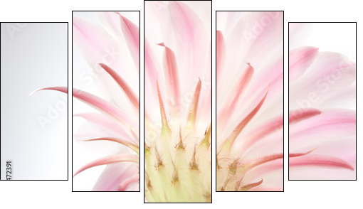 Light  pink cactus flower .  - Obraz pięcioczęściowy, Pentaptyk