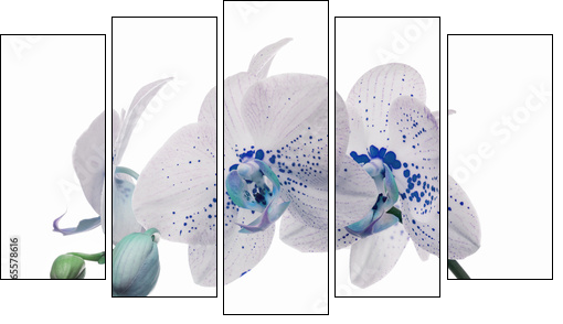 orchid flowers with large and small blue spots  - Obraz pięcioczęściowy, Pentaptyk
