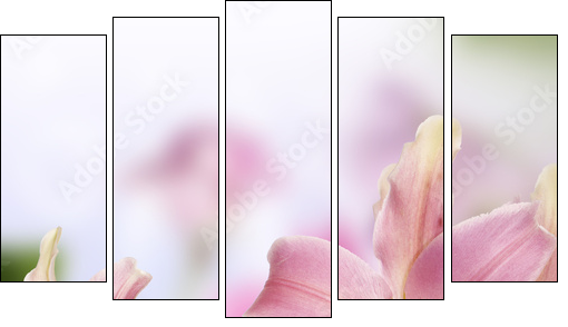 Lily.Flower card  - Obraz pięcioczęściowy, Pentaptyk