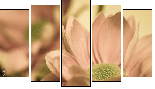 chrysanthemum flower  - Obraz pięcioczęściowy, Pentaptyk