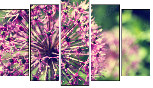 Blooming onion in a garden close up  - Obraz pięcioczęściowy, Pentaptyk