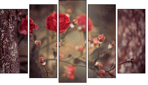 wild roses bush branches between tree branches  - Obraz pięcioczęściowy, Pentaptyk