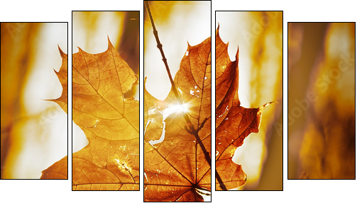 dry autumn leaf  - Obraz pięcioczęściowy, Pentaptyk