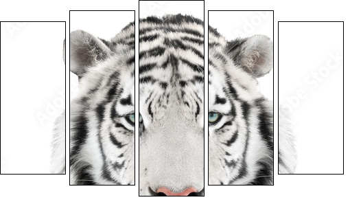 Isolated white tiger  - Obraz pięcioczęściowy, Pentaptyk