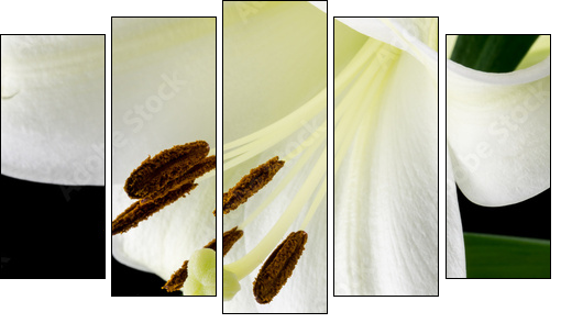 Close up of a beautiful white lily  - Obraz pięcioczęściowy, Pentaptyk