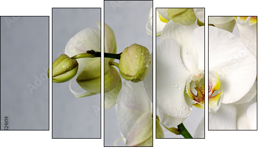 white orchids  - Obraz pięcioczęściowy, Pentaptyk