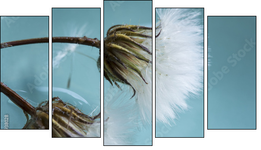 Dandelions  - Obraz pięcioczęściowy, Pentaptyk