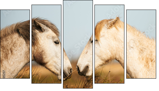 Two white horses of Camargue  - Obraz pięcioczęściowy, Pentaptyk
