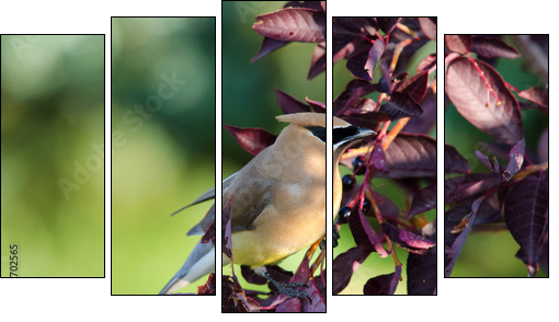 Cedar Waxwing  - Obraz pięcioczęściowy, Pentaptyk