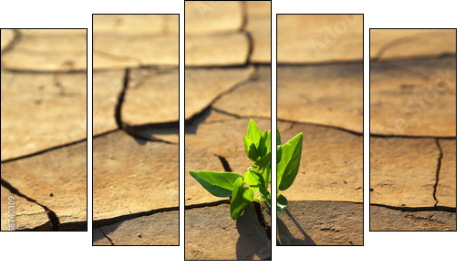 Plant growing through dry cracked soil  - Obraz pięcioczęściowy, Pentaptyk