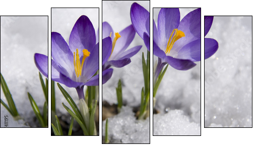 crocuses in snow  - Obraz pięcioczęściowy, Pentaptyk