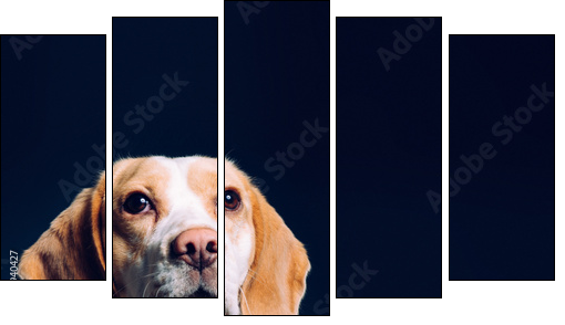 Portrait of a dog. Beagle. studio shot on dark background  - Obraz pięcioczęściowy, Pentaptyk