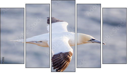 Northern gannet in flight, Cape St. Mary 's, Newfoundland  - Obraz pięcioczęściowy, Pentaptyk