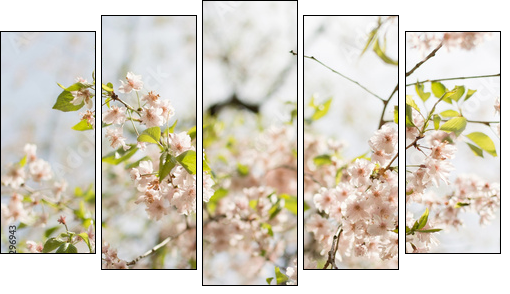 Close-up of sakura flower petals.  - Obraz pięcioczęściowy, Pentaptyk