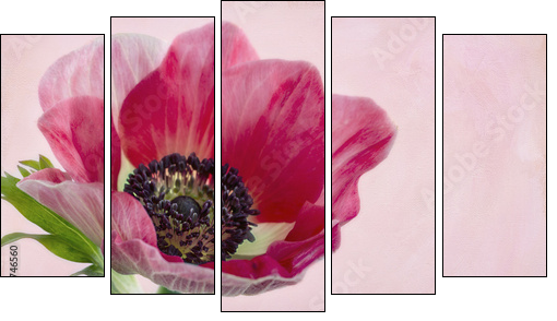 Closeup of anemone flower2  - Obraz pięcioczęściowy, Pentaptyk