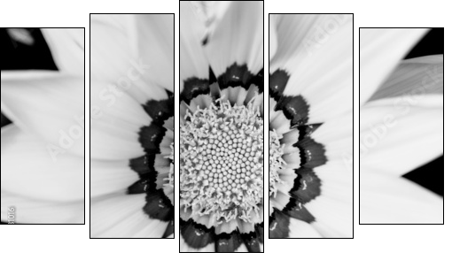 Closeup of bright yellow gazania flower  - Obraz pięcioczęściowy, Pentaptyk