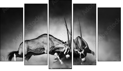 Gemsbok fight  - Obraz pięcioczęściowy, Pentaptyk
