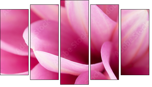 Pink dahlia close-up  - Obraz pięcioczęściowy, Pentaptyk