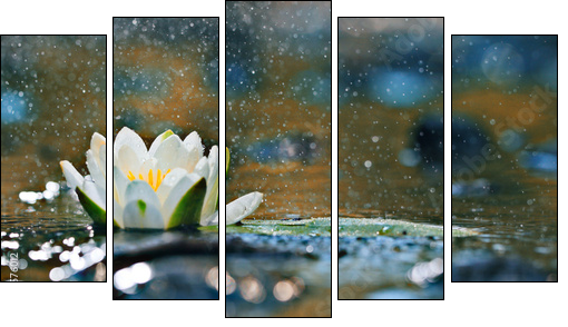 lily pads on the water  - Obraz pięcioczęściowy, Pentaptyk