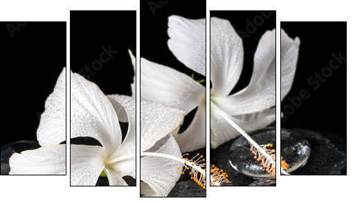 Beautiful cryogenic spa concept of delicate white hibiscus, zen  - Obraz pięcioczęściowy, Pentaptyk