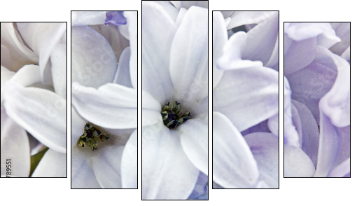 Hyacinth closeup  - Obraz pięcioczęściowy, Pentaptyk
