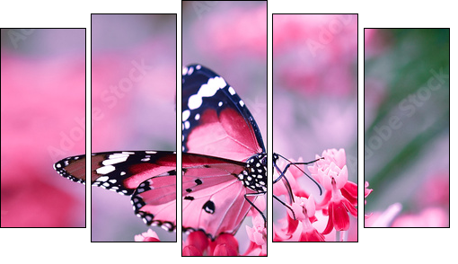 Butterfly on orange flower - Obraz pięcioczęściowy, Pentaptyk