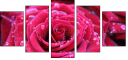 30650072