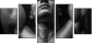 45026445