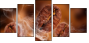 47749181