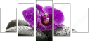49566180
