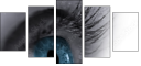 49921743